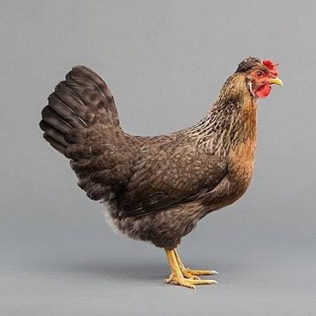 Country Chicken Live (With Skin)